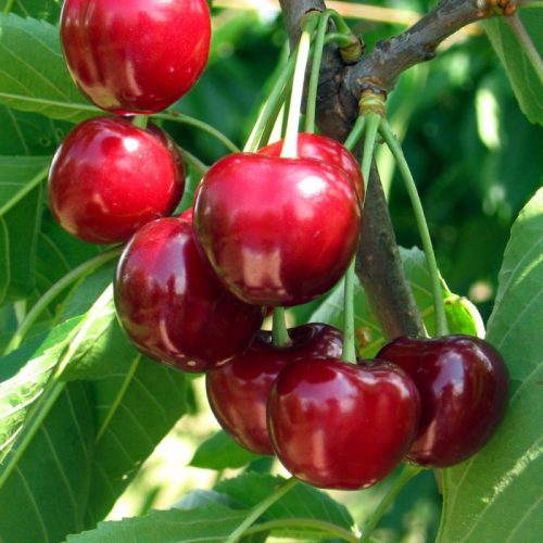 Дар Млієва (рання)